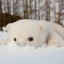 เจ้าป่าหญิง