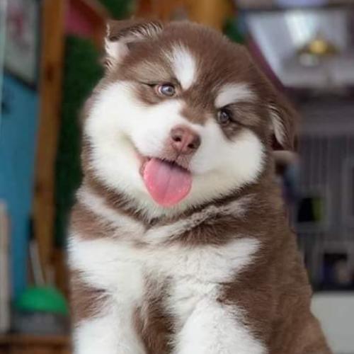 สมาชิกหมายเลข 5588718