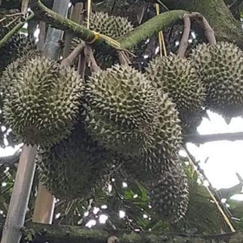 สมาชิกหมายเลข 6173831