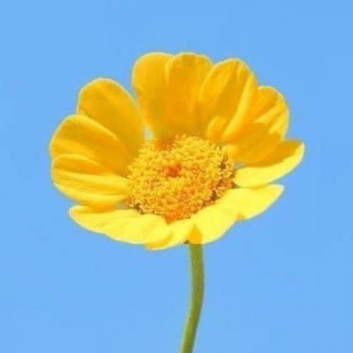 สมาชิกหมายเลข 2656590