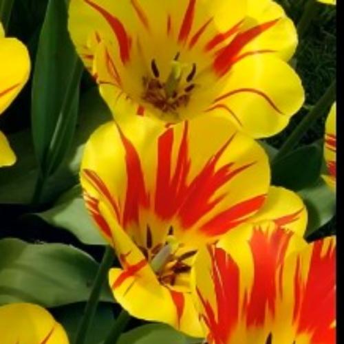 สมาชิกหมายเลข 7336901