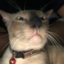 สมาชิกหมายเลข 4015316