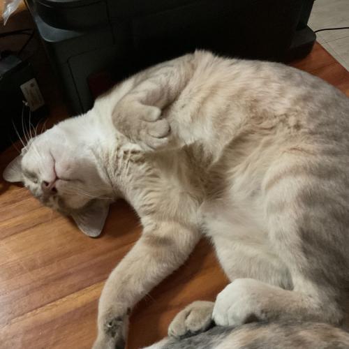 สมาชิกหมายเลข 6488342