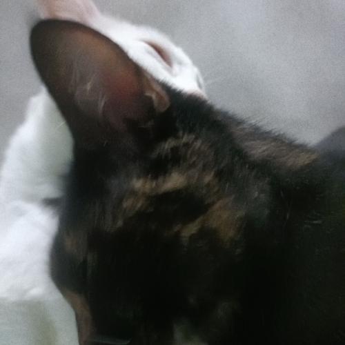 สมาชิกหมายเลข 8501631