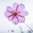 สมาชิกหมายเลข 2873759