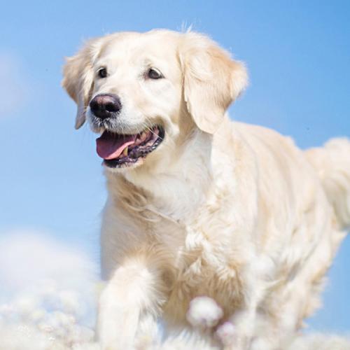 สมาชิกหมายเลข 4699726