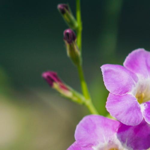 สมาชิกหมายเลข 5288847