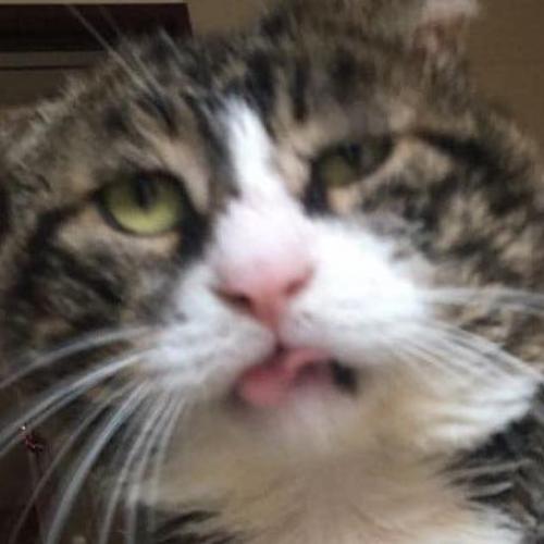 สมาชิกหมายเลข 4104633