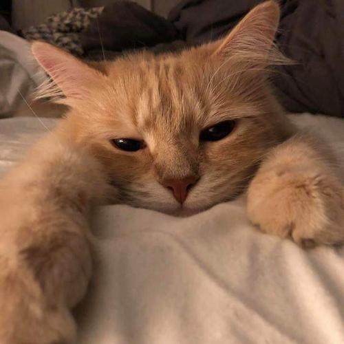 สมาชิกหมายเลข 6365786