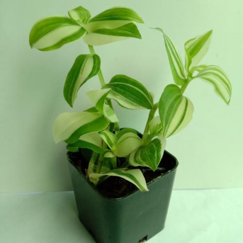 สมาชิกหมายเลข 6715435