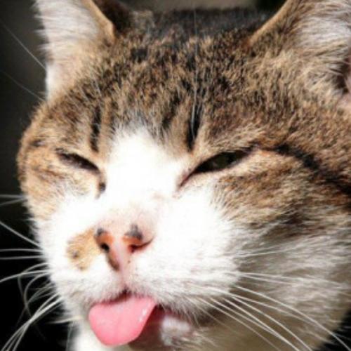 สมาชิกหมายเลข 7580738