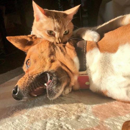 สมาชิกหมายเลข 4401352