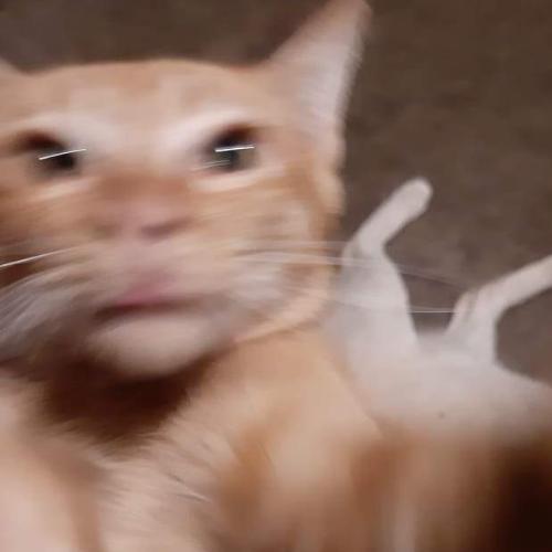 สมาชิกหมายเลข 5197482