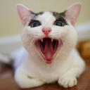 สมาชิกหมายเลข 4016414