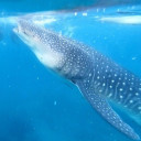 สมาชิกหมายเลข 4480598