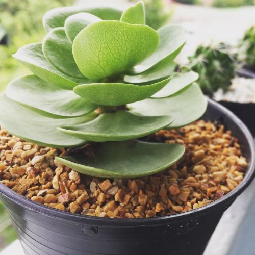 สมาชิกหมายเลข 4814115