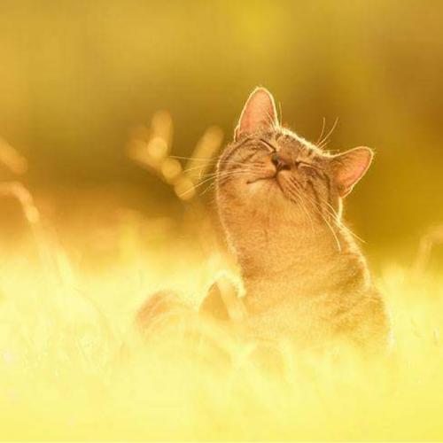 สมาชิกหมายเลข 5188840