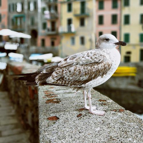 สมาชิกหมายเลข 5198176