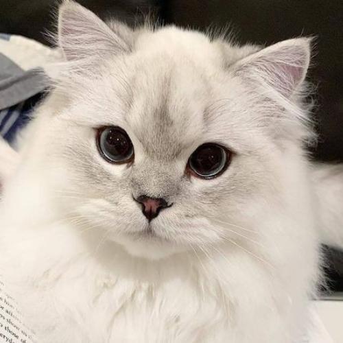 สมาชิกหมายเลข 5608791