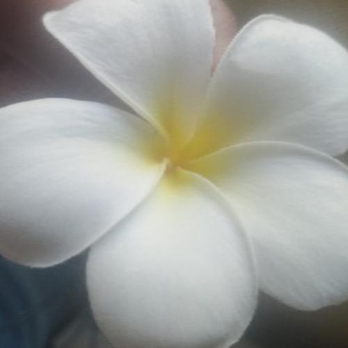 สมาชิกหมายเลข 2990858