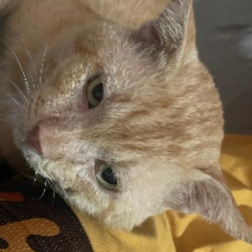 สมาชิกหมายเลข 4699498