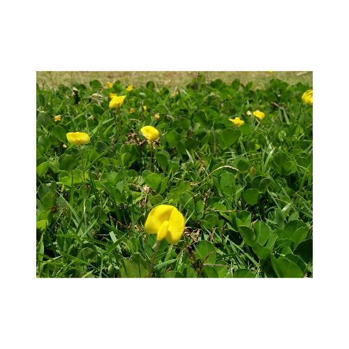 สมาชิกหมายเลข 4479182