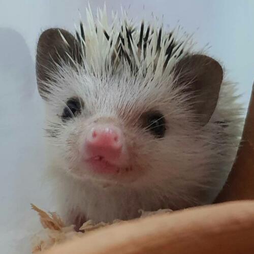 สมาชิกหมายเลข 4814640