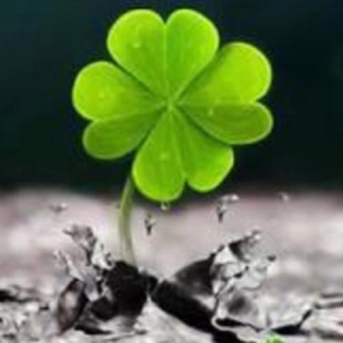 สมาชิกหมายเลข 6175354