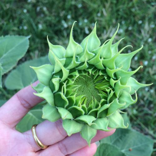 สมาชิกหมายเลข 8506499