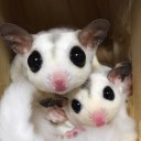 สมาชิกหมายเลข 2945060