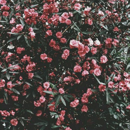 สมาชิกหมายเลข 2965685