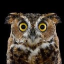 สมาชิกหมายเลข 782216