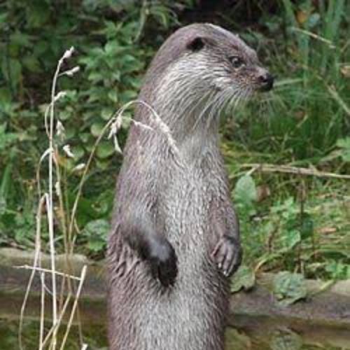 สมาชิกหมายเลข 2555438