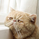 สมาชิกหมายเลข 4815343