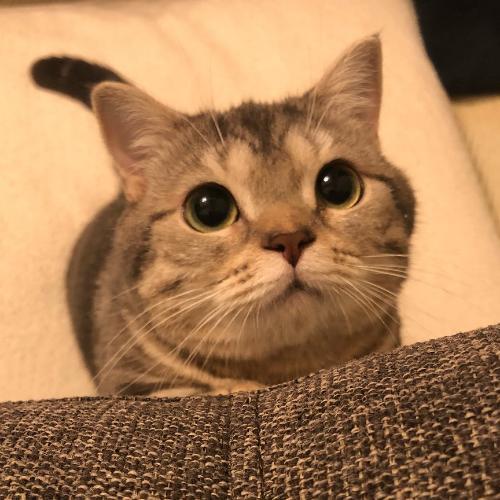 สมาชิกหมายเลข 4815522