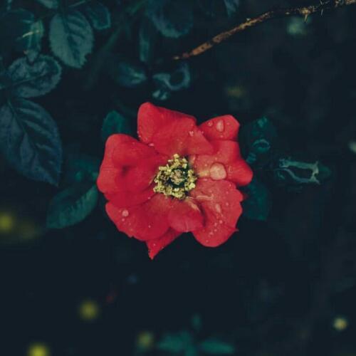 สมาชิกหมายเลข 5199050