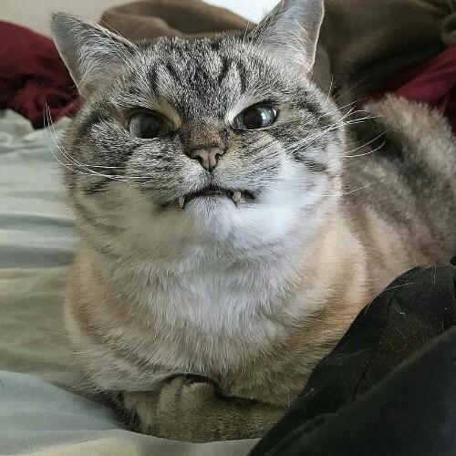 สมาชิกหมายเลข 4886517