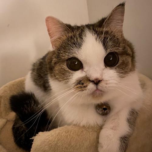 คุมะคุง เศร้ารัก