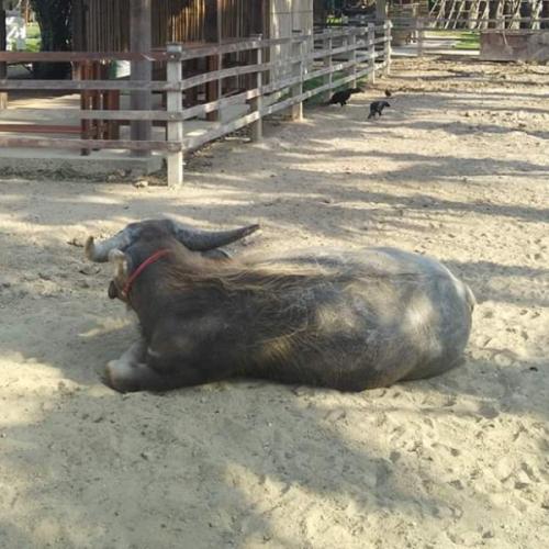 สมาชิกหมายเลข 3682302