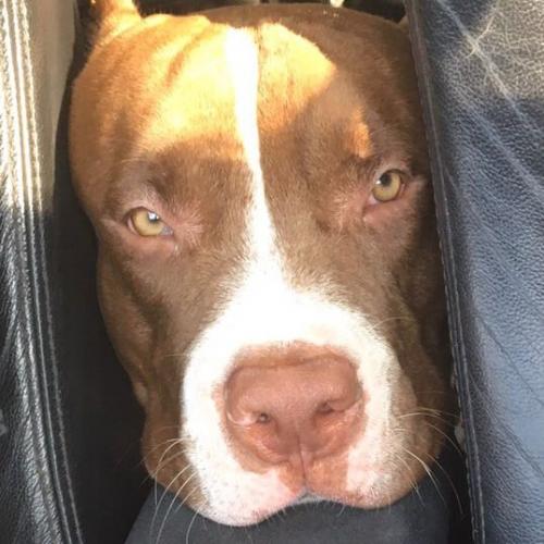 สมาชิกหมายเลข 4163067