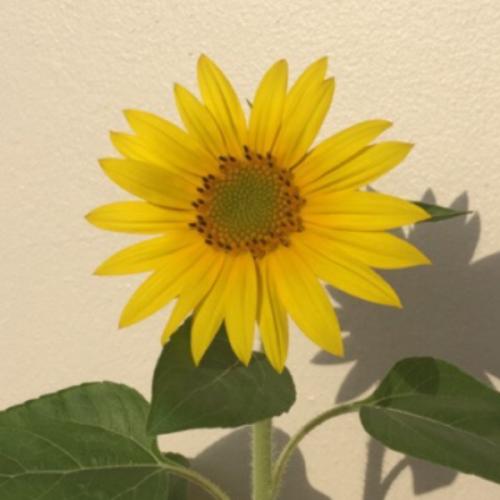 สมาชิกหมายเลข 6175438