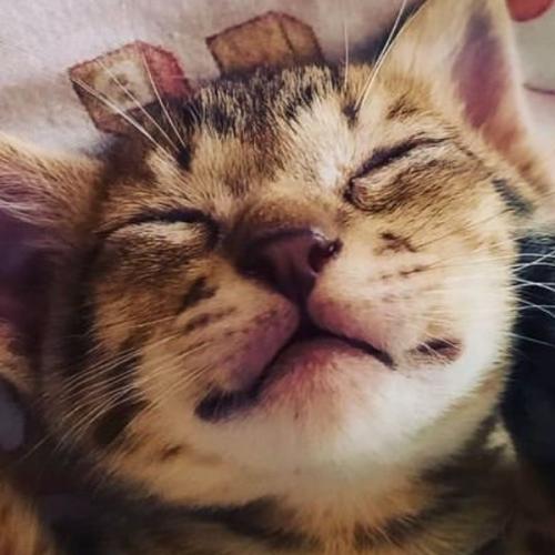 สมาชิกหมายเลข 3328109