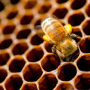 สมาชิกหมายเลข 4482731