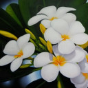 สมาชิกหมายเลข 3738219