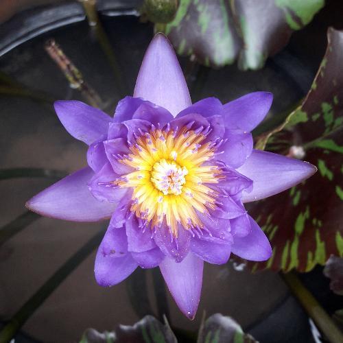 สมาชิกหมายเลข 4815760