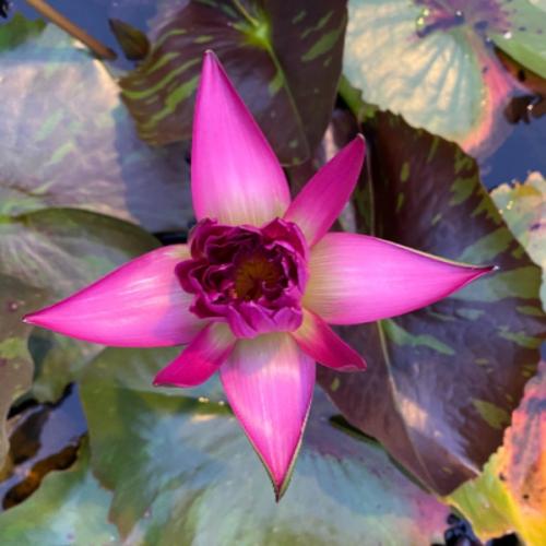 สมาชิกหมายเลข 6814124