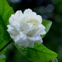 สมาชิกหมายเลข 1394707