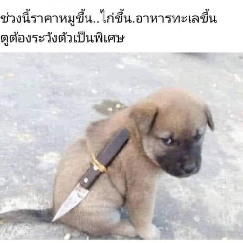 สมาชิกหมายเลข 4322250