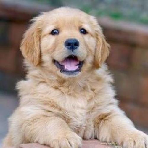 สมาชิกหมายเลข 4413982