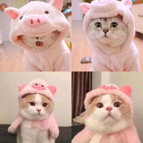 สมาชิกหมายเลข 4910123